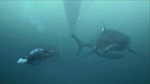 194K views · 1.2K reactions | The shark was in-fact a computer simulation rather than an actual great white but its swim speed was calculated using data collected from the real thing. Phelps finished the 100m course in 38 seconds, two second slower than the ‘shark’ | The Guardian | Facebook