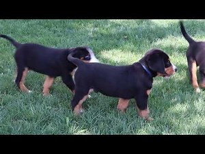 Greater Swiss Mountain Dog Puppies For Sale