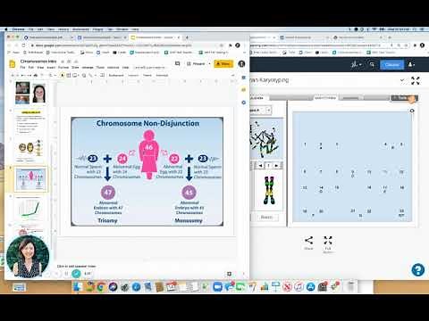 Human Karyotyping Gizmo Instructions