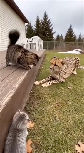 Mother Cat Defends Her Kitten Against a Cheetah | Realistic AI Wildlife Encounter (One Take)