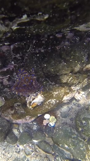 The blue-ringed octopus, despite its small size, carries enough venom to kill 26 adult humans within minutes. Their bites are tiny and often painless, with many victims not realizing they have been envenomated until respiratory depression and paralysis begins. No blue-ringed octopus antivenom is available. WARNINGS Observe marine life without touching. Blue-ringed octopus are not aggressive and typically only bite if picked up, stepped on, or harassed. Filmed in Kiama rockpool #blueringoctopus #