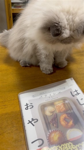 作業風景がすきなぎんちゃん #ヒマラヤンのぎんちゃん #ブックカバー作り #かわいい #おてて #cat