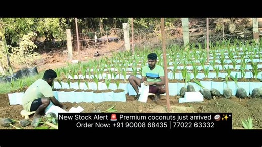 Satya Deva Nursery on Instagram: "🌴 New Stock Available – Coconut Plants! 🌱 Fresh and healthy plants ready for your garden. 🏡 Perfect for home, balcony, or backyard spaces. ✨ Add a tropical vibe to your surroundings. 🌿 Easy to grow and maintain. 💚 Ideal for gifting or personal greenery. 🚛 Limited stock – grab yours before they’re gone! 🌞 Bring freshness and life to any corner. 🌱 Nurture nature, one coconut plant at a time. 📲 Order Now: +91 90008 68435 | 77022 63332 #srisathyadevanursery