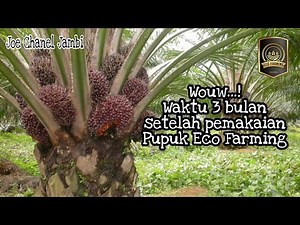 WOUW...!!ECO FARMING SAWIT 3 BULAN SANGAT LUAR BIASA.