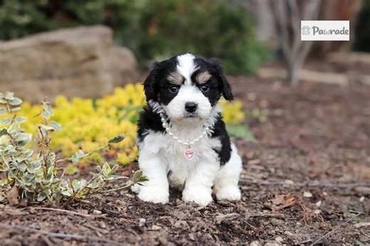 Jewel - Cavachon Puppy 7E1A63