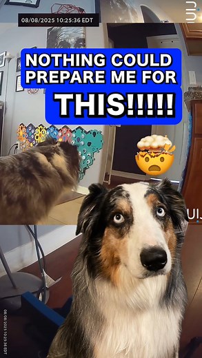 228K views · 7.4K reactions | I still can’t believe this happened. 勞 #Talkingdog #smartdog #technology #fluentpet #dogs | Lets Go Rip | Facebook