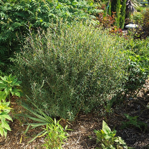 Grow a Moisture-Loving Willow with These Essential Planting Tips