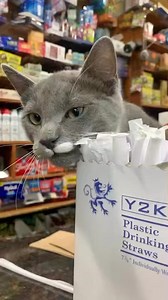 Bodega Cats on Reels