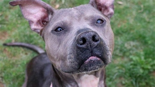 Pet of the Week: Izzy is a wiggly dog looking for hugs and kisses