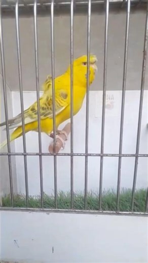 How is the yellow parrot? I really liked it. #parrotNaturalBeauty#birdNaturalBeauty#parrotGolden