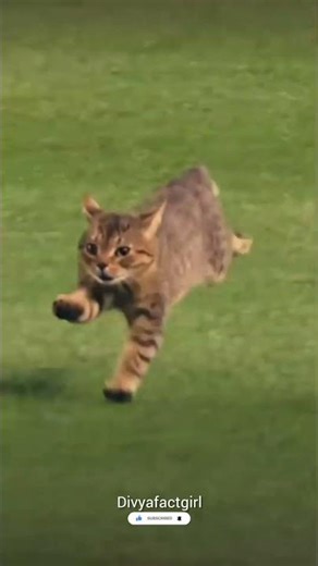 Fast. Silent. Deadly. 😨😱| #facts #knoweledgefacts #shortsfeed #animals #factwide #amazingfacts #new