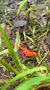 Did you know Eastern (Red-Spotted) Newts can live for 12-15 years? These little salamanders only grow to be 3-5 inches as adults, and are just 1-3 inches as juveniles, otherwise known as Red Efts. Larvae live in water and use external gills to breathe, but transform into juvenile efts, which migrate to terrestrial habitats and develop lungs to breathe the air. The red eft is one of our most recognized salamanders, and may spend several years on land before returning to breeding ponds where they 