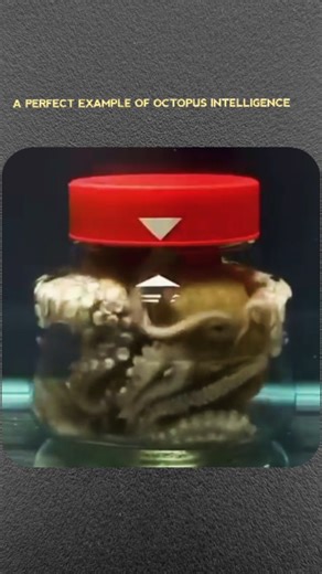 PULSEZONE on Instagram: "A fascinating video shows a perfect example of octopus intelligence! The clever creature was seen solving a complex task underwater—using tools, navigating obstacles, and making quick decisions that highlight its incredible problem-solving abilities. Scientists say octopuses continue to surprise us with their advanced cognition and adaptability in the wild. #OctopusIntelligence #OceanMystery #MarineLife #SmartCreatures #WildlifeWonder #NatureViral #TrendingNow #Incredibl