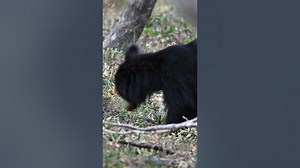 Sloth Bear Cub shorts