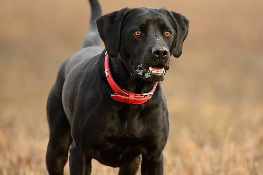 If You See a Dog with a Red Collar, This Is What It Means