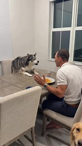 Husky's Daily Antics & Funny Dog Moments