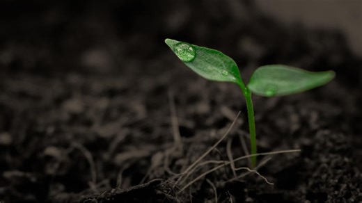 Qué es el pH del suelo y por qué es importante saber si es ácido o alcalino