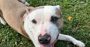 Kentucky football Cats... And Dogs at the Lexington Humane Society