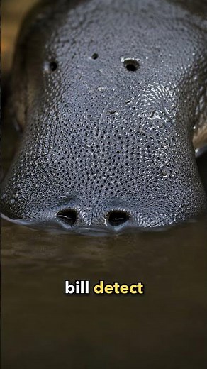 How a Platypus Bill Detects Electricity