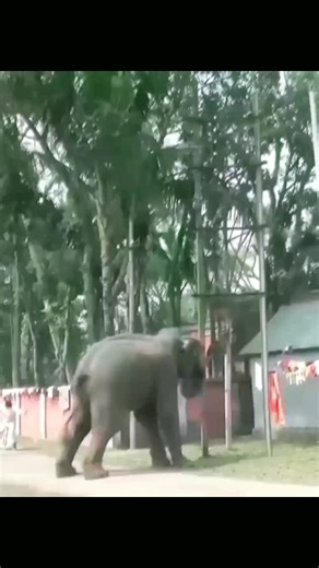 Majestic Adult Elephant Interacts with Crowd at Zoo