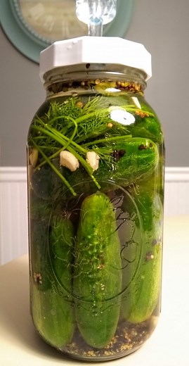 Everything You Need to Know to Make Kosher Garlic Dills the Old-Fashioned way - Insane in the Brine