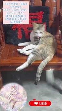 🙀美麗的貓咪美女❗🙀Beautiful cat girl❗🙀美しい猫耳少女❗#三花貓#猫さん#貓咪日常 #猫さん#meow#cute#喵咪#straycat