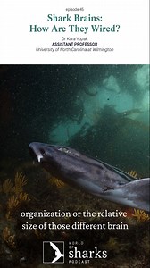 Have you ever wondered what a shark’s brain looks like? How does the brain of a goblin shark compare to a mako? Or…what it’s like to get a shark brain in the post? These are all things that Dr Kara E. Yopak, associate professor of biological sciences, shark brain expert and zombie Queen knows a thing or two about! https://saveourseas.com/worldofsharks/podcast/shark-brains-how-are-they-wired | Save Our Seas Foundation | Facebook