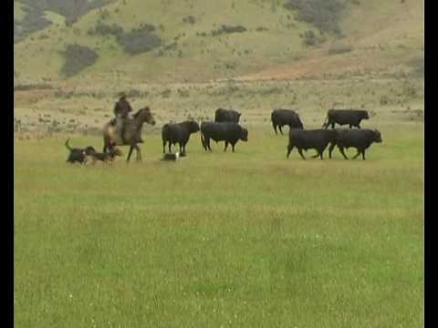 Working Sheepdogs in New Zealand