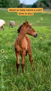 🐴It's baby season at the ranch!🐴 Have you entered our Name the Future Star of the Show contest yet? Visit the link below and enter your favorite W-name for your chance to win two tickets to the show. https://woobox.com/58naqt The contest will end on April 7, 2024, at 11:59 pm CST. The winning name and lucky winners will be announced on April 22, 2024, by 3 pm CST here, on social media posts, and by email. If there are multiple contestants that have chosen the winning name, up to 25 contestants