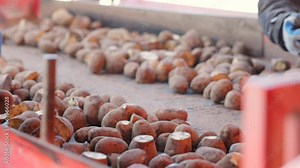 Workers sorting fresh potatoes on a conveyor belt at a potato factory. Highquality, slowmotion footage capturing the process on a busy potato farm