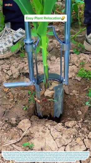 How Farmers Move Corn Seedlings Without Damaging the Roots👇🌽