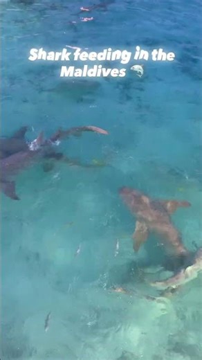 Shark Feeding in the Maldives #sharks #maldives #travel