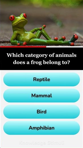 Which category of animals does a frog belong to?