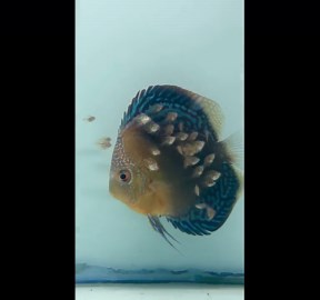 Discus Fish Babies Feeding