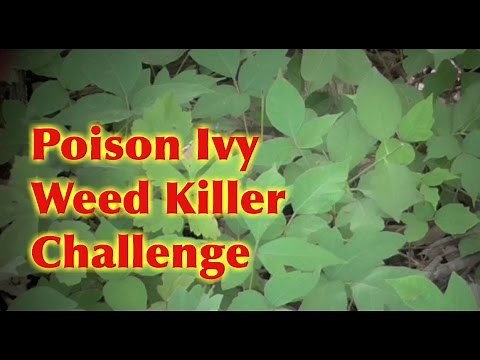 Poison Ivy Tough Weed Killer Challenge- 3 Different Sprays
