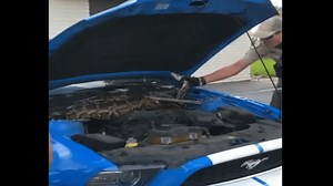Large Python Found Under Hood of Mustang in Dania Beach