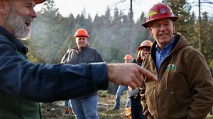 Montana Capitol Christmas tree harvested from Lubrecht Forest