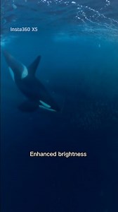 Insta360 X5 PureVideo mode for lowlight diving!📸 #insta360 #insta360dive #insta360water #insta360X5