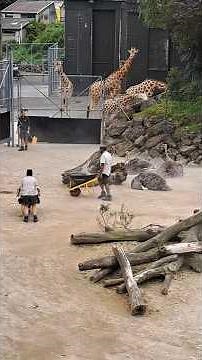 紐西蘭 奧克蘭動物園 Auckland zoo #zoo #giraffe #ostrich #zebra
