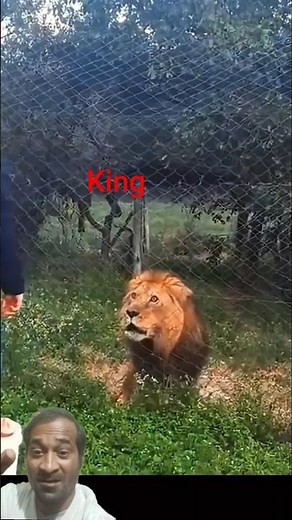 The Ultimate Guide to Distinguishing Lions from Tigers 🦁🐯