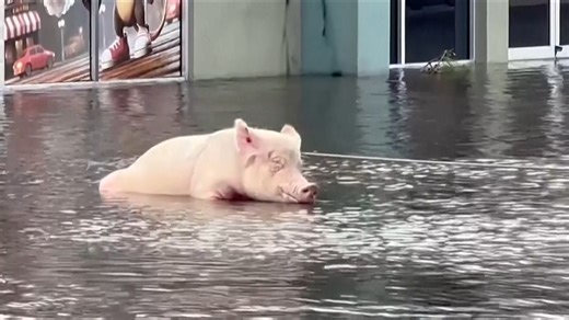 Moment pig tied to petrol station is rescued from floodwaters