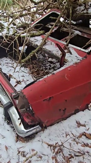 AMC hornet in the woods