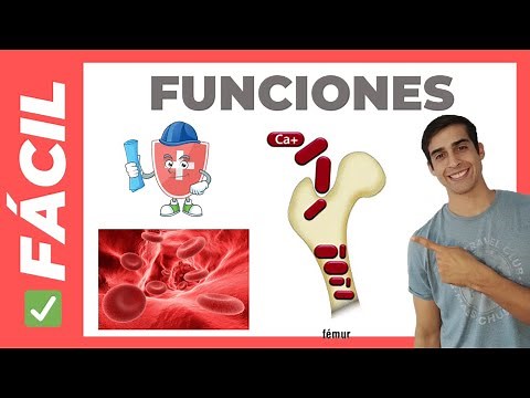✅ FUNCIONES de los HUESOS del Cuerpo Humano (FÁCIL) Sistema Óseo