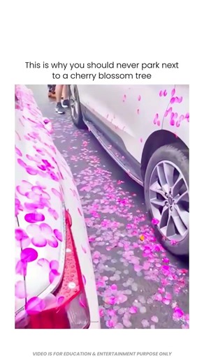 Never Park Under a Sakura Tree 😳🌸