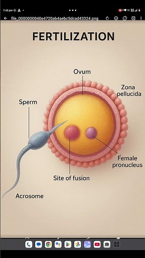 Fusion of sperm and ovum diagram