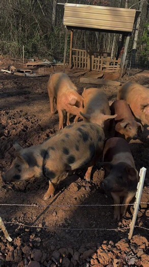 Discover Where Your Food Comes From at 3 Thorns Farm