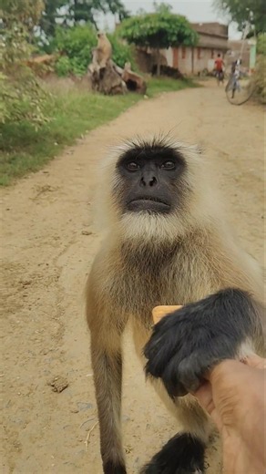 Village Langur's Sweet Gesture 😍!