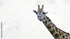 Giraffe chewing on food while looking directly into camera - close up on neck and face
