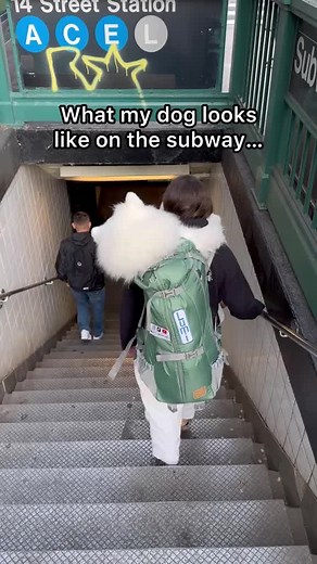 The Many Faces of Lumi: Funny Samoyed Moments