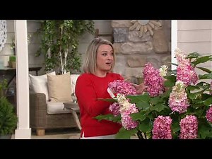 Roberta's 1-Piece Ruby Slippers Oak Leaf Hydrangea on QVC